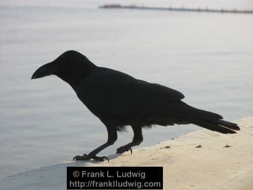 Indian Crow, Maharashtra, Bombay, Mumbai, India